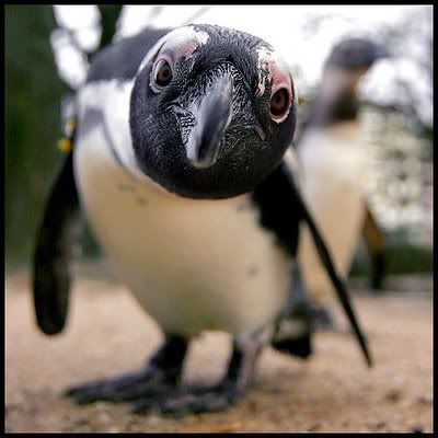 Jackass Penguin