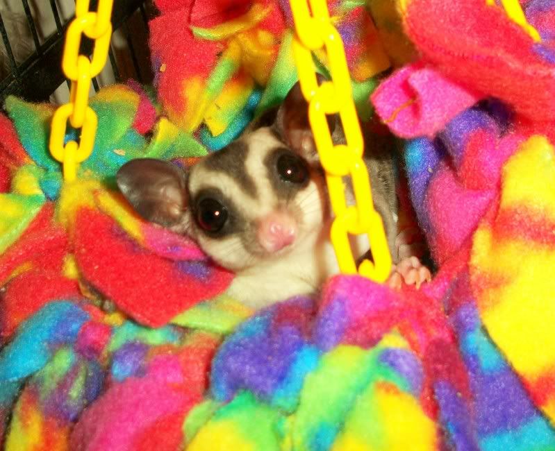 Gliders For Sale. Sugar+gliders+for+sale+in+