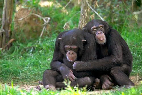 chimps Pictures, Images and Photos