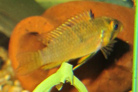 caca4.jpg