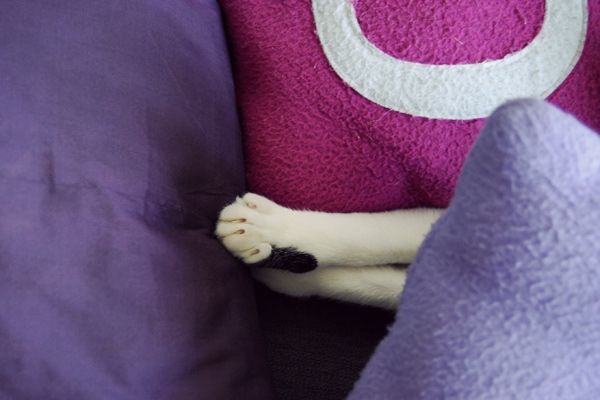 Batman cat sleeps under the cushions