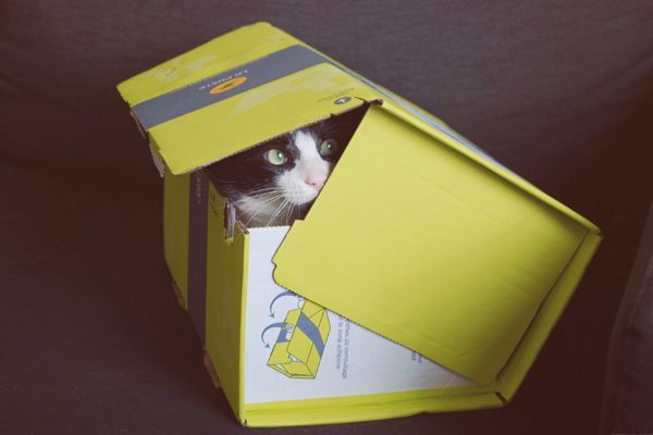box with a cat inside