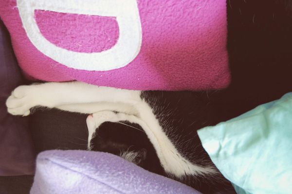 Batman cat sleeps under the cushions