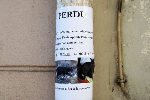 lost cat Paris