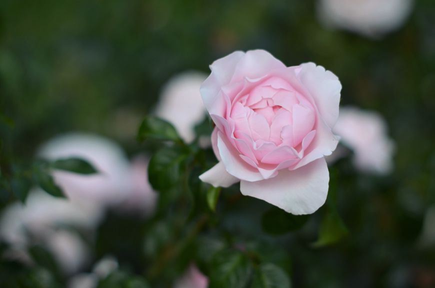 Jardin de Bagatelle Valentine robe fleurs