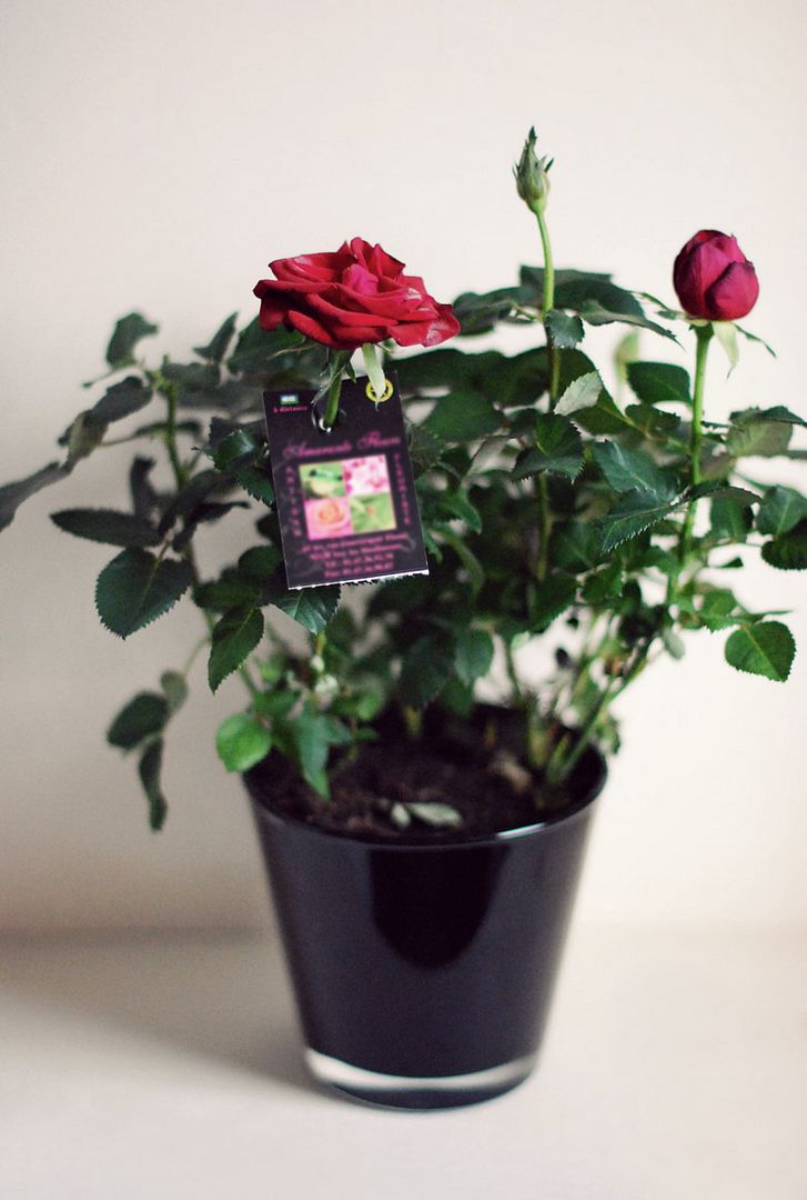 Roses rouge red flowers