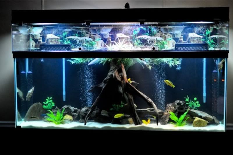 Our 150 gallon turtle/cichlid tank )