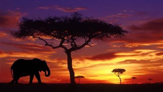 elephant at sunise Pictures, Images and Photos