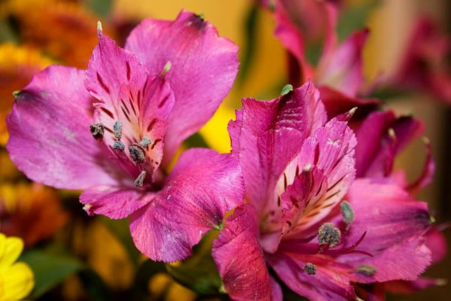 IMAGE: http://i51.photobucket.com/albums/f392/lifeuntome/IMG_7175-1.jpg