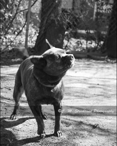 IMAGE: http://i51.photobucket.com/albums/f392/lifeuntome/LandscapeandAnimals006.jpg