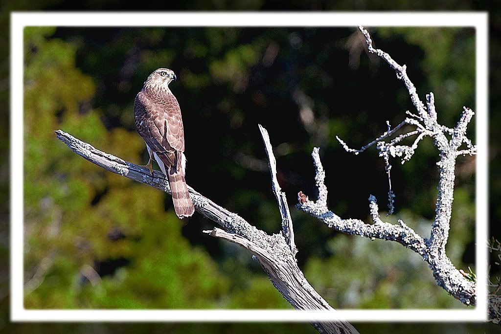 IMAGE: http://i51.photobucket.com/albums/f392/lifeuntome/bird.jpg