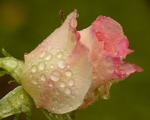 rose in the rain photo 2Dec2010034.jpg