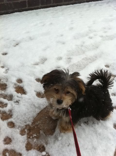 stewartpuppy.jpg