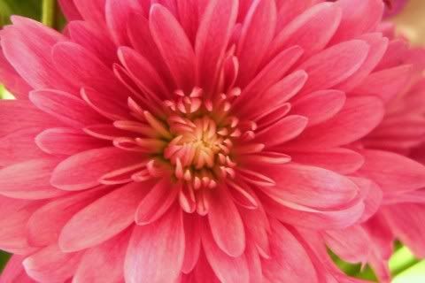 Valentine Flower