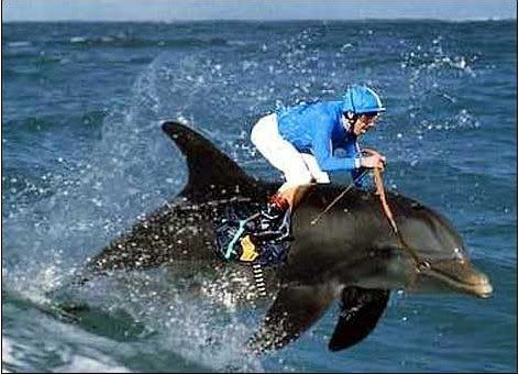 [img width=472 height=340]http://i51.photobucket.com/albums/f393/spekvet/dolfijnjockey.jpg[/img]