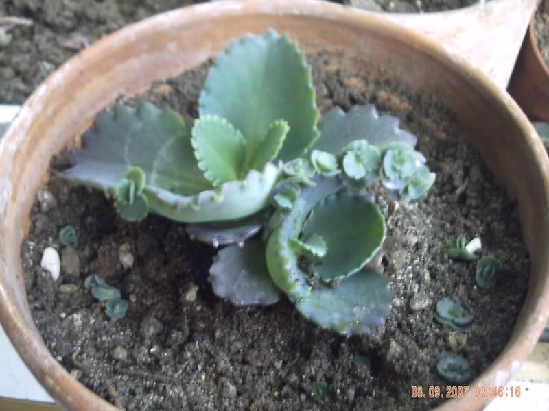 kalanchoe.jpg