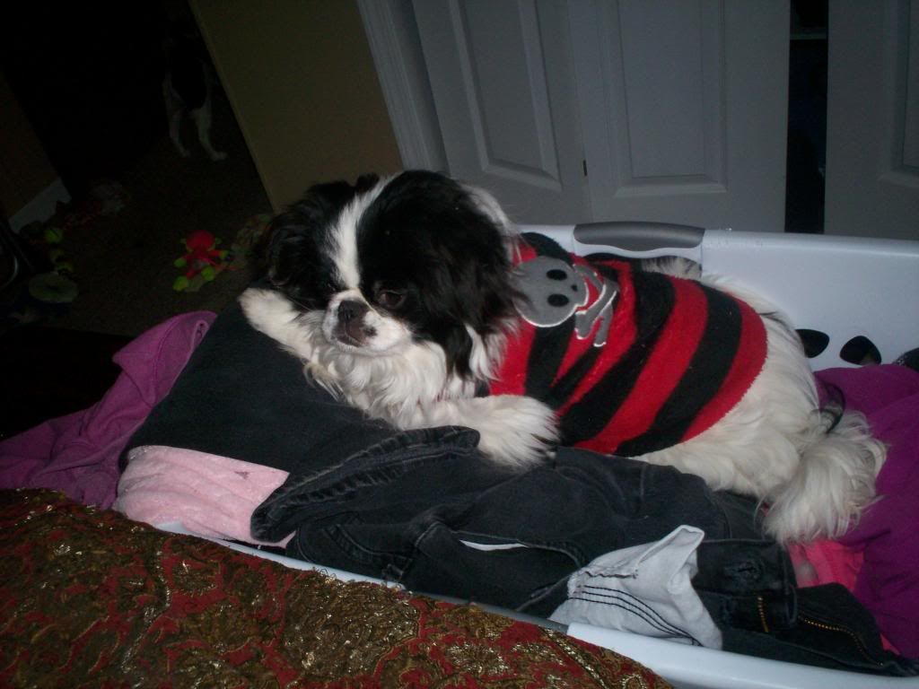 KojiintheLaundryBasket2-6-14_zps98f76e42.jpg