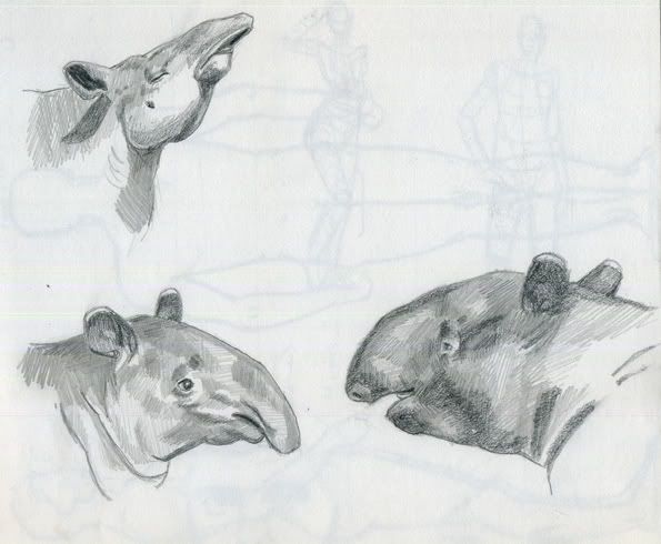tapirs2.jpg