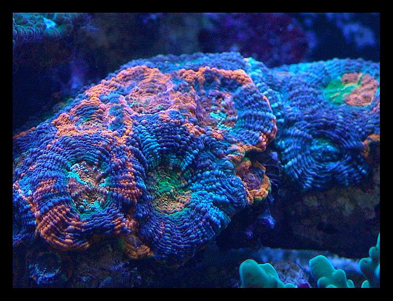 Acanthastrea3.jpg