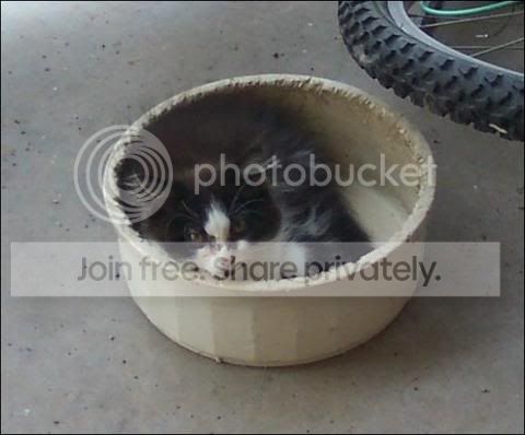 bkitty.jpg