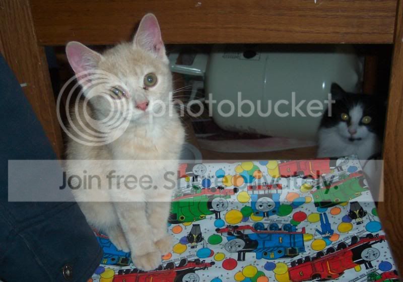 kitten2.jpg