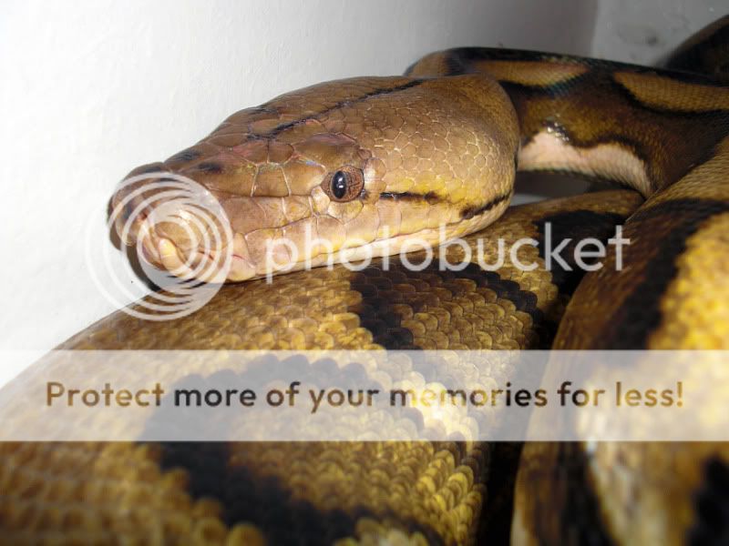 E Midlands - 3 year old Female Suntiger Retic | Reptile Forums
