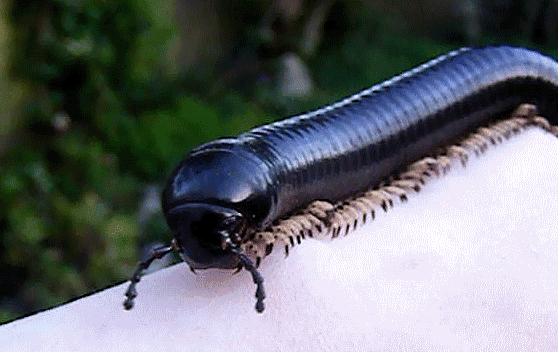 urbanmongoose:   Attempted to make a GIF of one of my millipedes. Only very simple,
