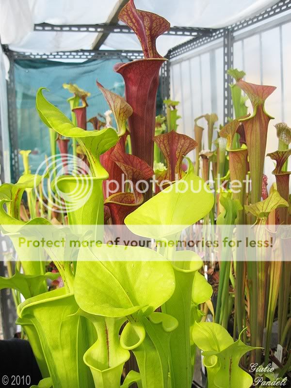 pics 2010 - Carnivorous Plants in Cultivation - Carnivorous Plants UK