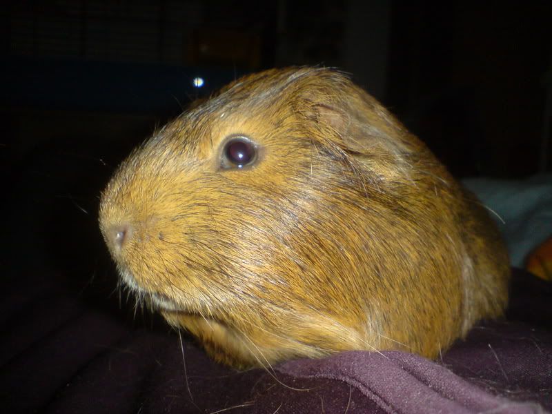 DSC00034.jpg