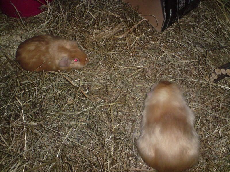 DSC00096.jpg