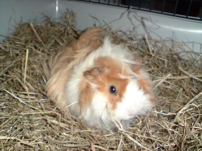DSC00339.jpg