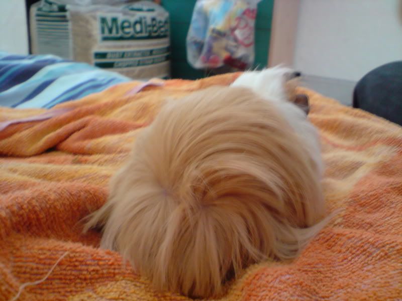 DSC00386.jpg