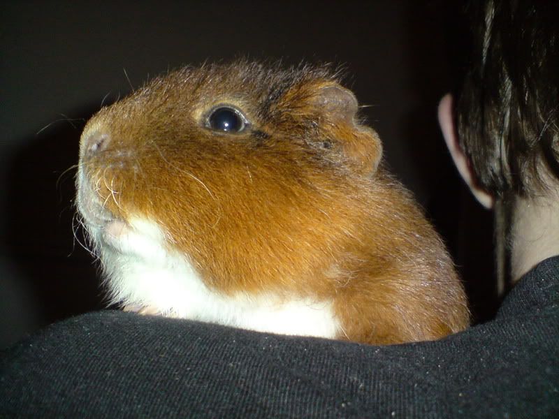 DSC00684.jpg