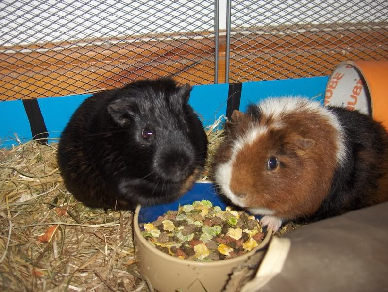 MunchieandBob1.jpg
