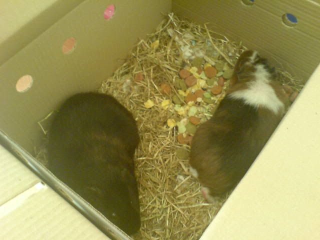 Piggies.jpg
